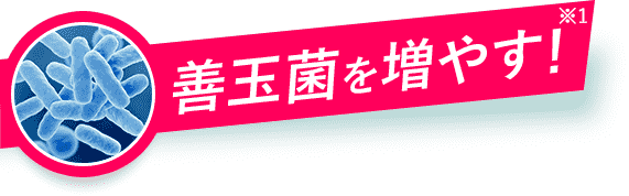 善玉菌を増やす！